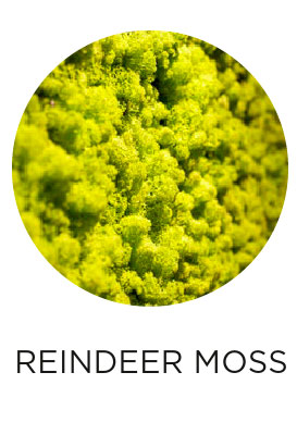 easy green reindeer-moss